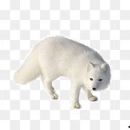 很色的狐狸视频,揭秘网络色情视频的暗黑世界