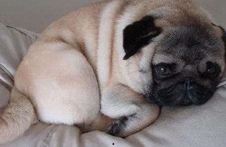 巴哥犬叫声视频,萌宠瞬间点燃欢乐时光