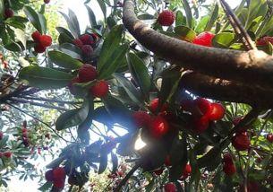 杨梅树嫁接方法视频,视频详解嫁接方法与步骤