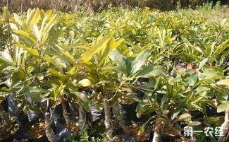 杨梅树嫁接方法视频,视频详解嫁接方法与步骤