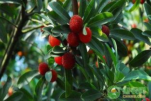 杨梅树嫁接方法视频,视频详解嫁接方法与步骤