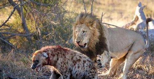 狮子与鬣狗大战视频,草原王者间的惊心动魄之战