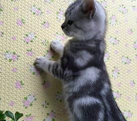 白猫视频,揭秘网络短视频的魅力与挑战