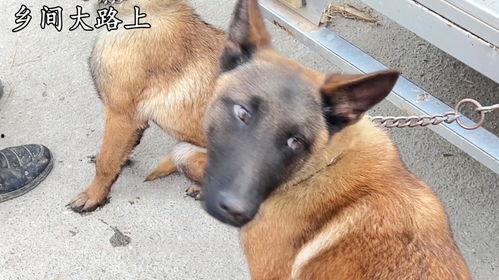 马犬咬人视频,揭秘犬只攻击背后的真相