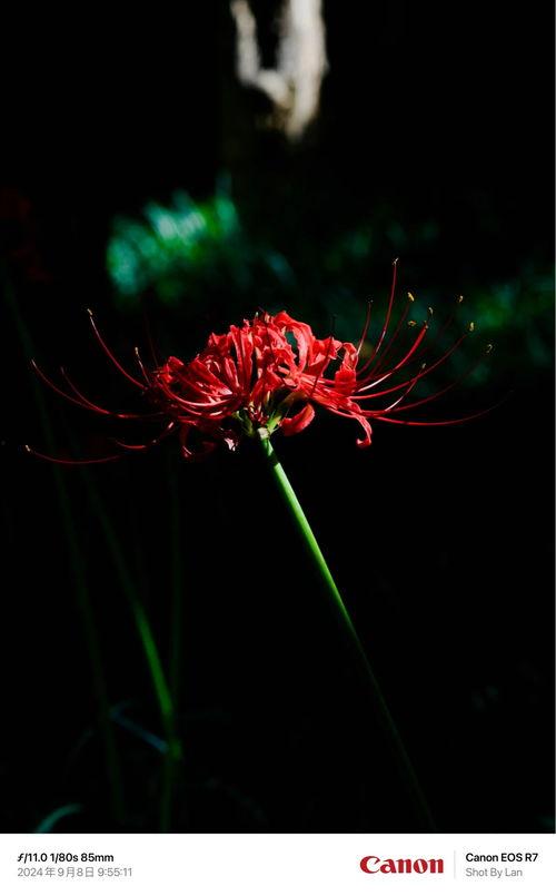 彼岸花小视频,绽放于生死边缘的美丽传说