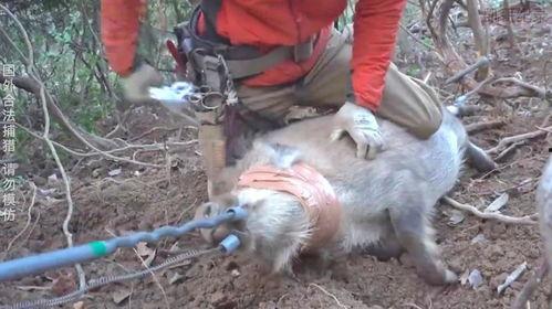 套野猪视频