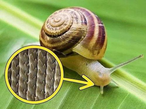蜗牛牙齿视频,揭秘自然界中的独特生存智慧