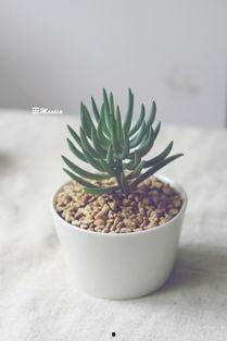 蓝松的视频,揭秘生活小技巧，轻松提升生活品质