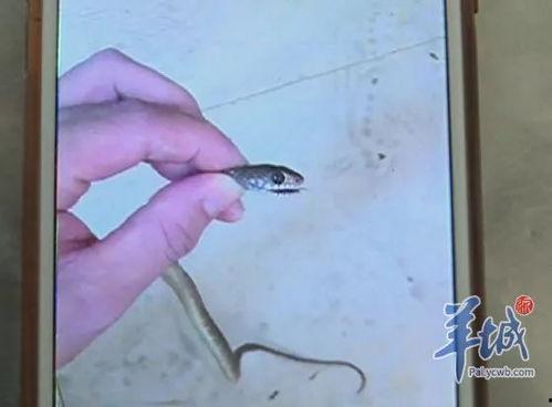 一条蛇突然吓人的视频
